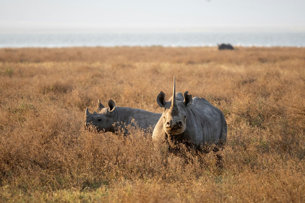 What Makes A Safari In Tanzania Luxurious?